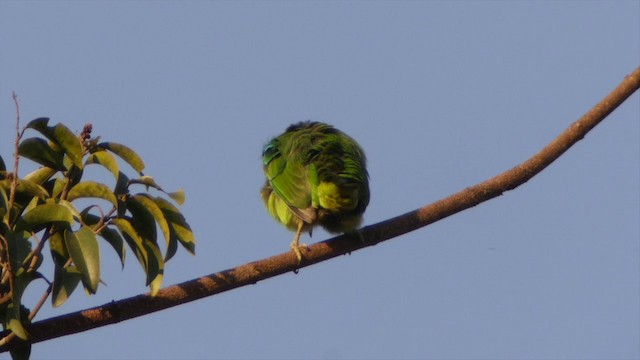 Weißwangen-Bartvogel - ML201651761