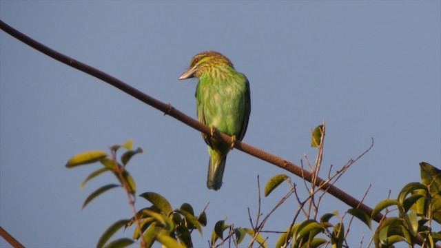 ミミアオゴシキドリ - eBird