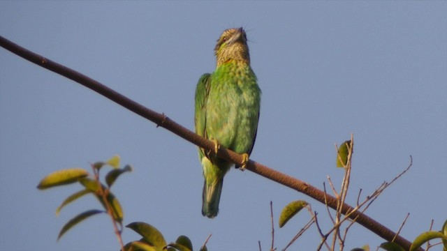 ミミアオゴシキドリ - eBird