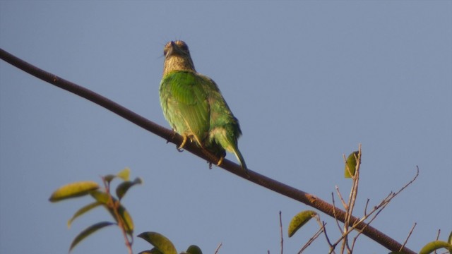 ミミアオゴシキドリ - eBird
