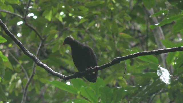 Micronesian Megapode - ML201651971