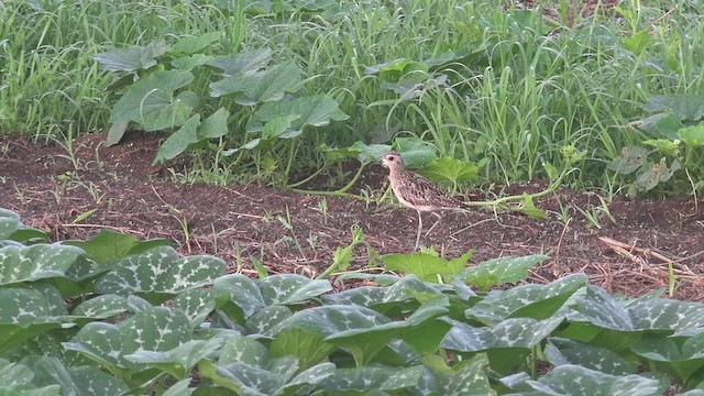 Pacific Golden-Plover - ML201652041