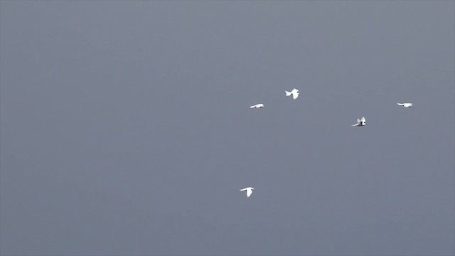 White Tern (Pacific) - ML201652061