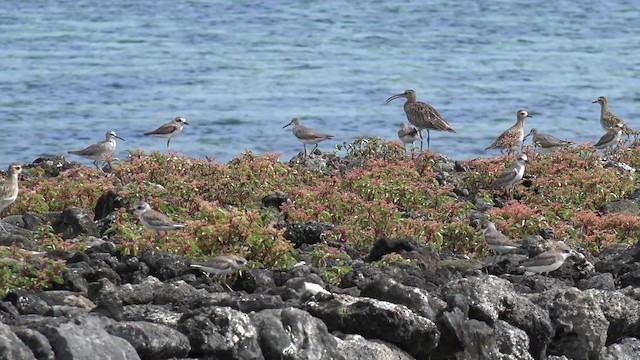 Gray-tailed Tattler - ML201652081