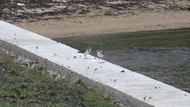 Морской зуёк (alexandrinus/nihonensis) - ML201652091