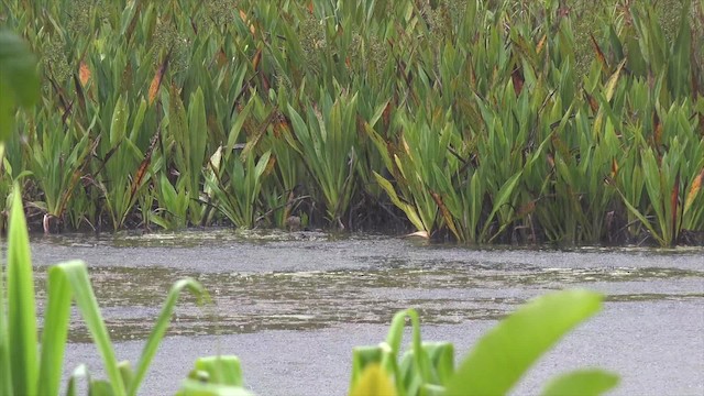 White-browed Crake - ML201652151