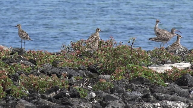 Pacific Golden-Plover - ML201652171