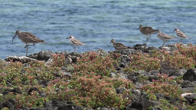 Spitzschwanz-Strandläufer - ML201652201