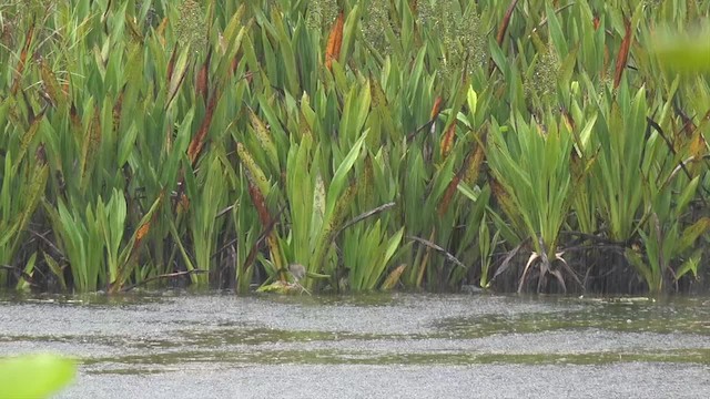 White-browed Crake - ML201652211