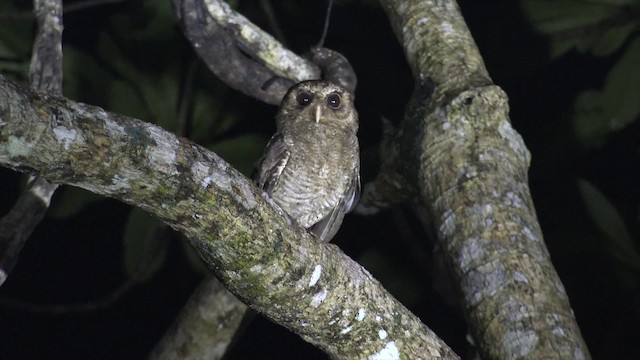 カキイロコノハズク - ML201652231