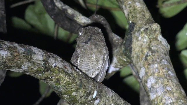 カキイロコノハズク - ML201652241