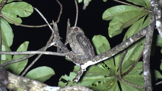 Palau Scops-Owl - ML201652251