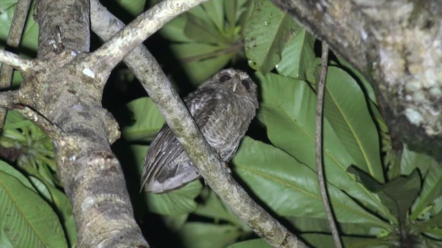 Palau Scops-Owl - ML201652261