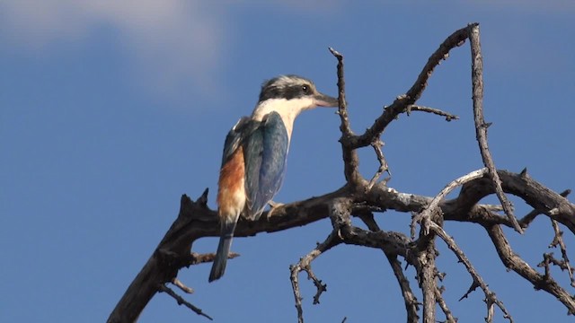 Red-backed Kingfisher - ML201652301