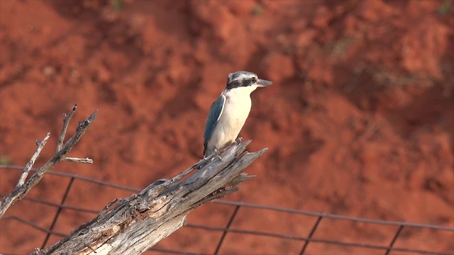 Red-backed Kingfisher - ML201652311