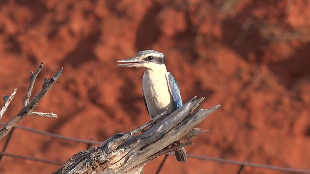 Red-backed Kingfisher - ML201652321