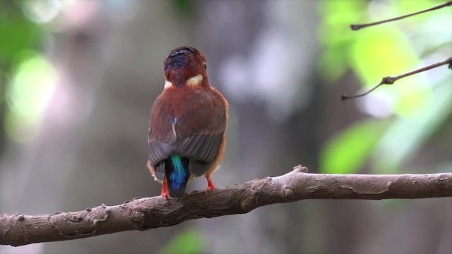 Martin-pêcheur multicolore - ML201652331