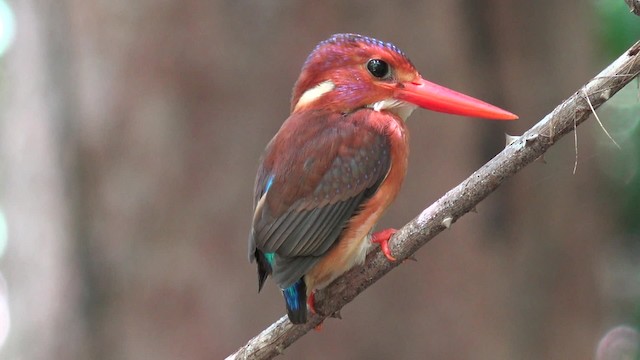 Martin-pêcheur multicolore - ML201652361