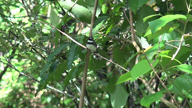 Philippine Pied-Fantail - ML201652371