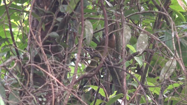 Camiguin Bulbul - ML201652381