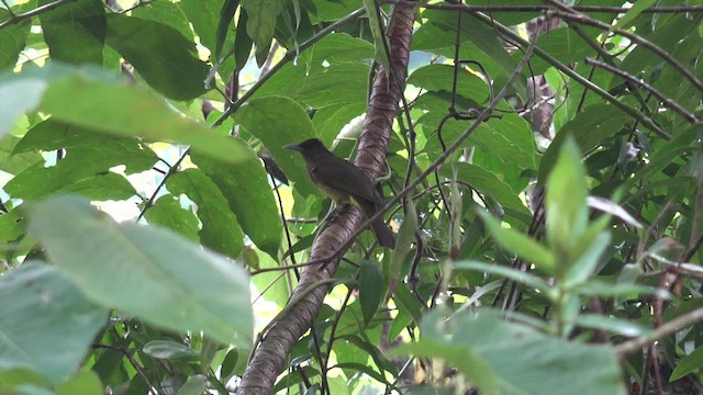 Camiguin Bulbul - ML201652391