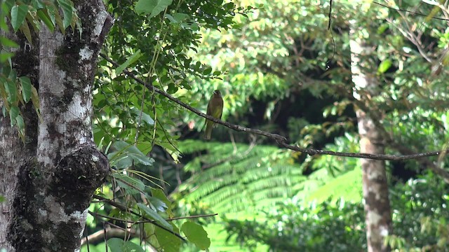 Camiguin Bulbul - ML201652441