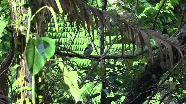 Rufous-lored Kingfisher - ML201652451