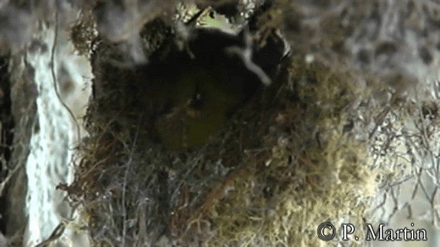 kolibřík Williamův (ssp. primolina) - ML201652541