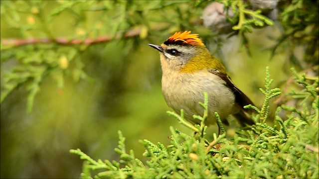 Common Firecrest - ML201652631