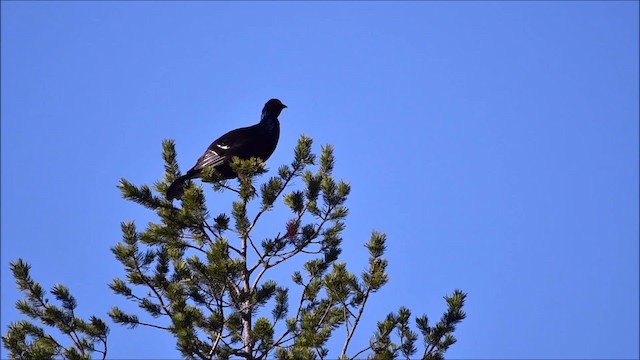 Black Grouse - ML201652641