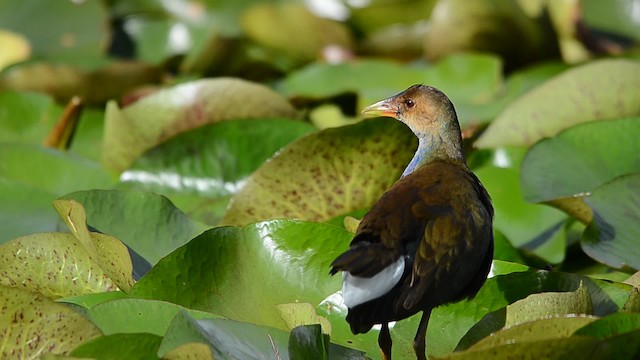 Purple Gallinule - ML201652711