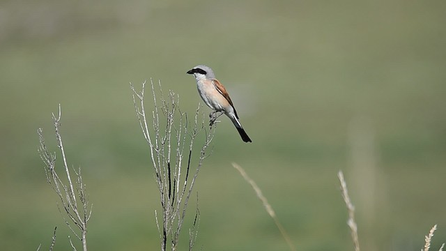 Red-backed Shrike - ML201652741