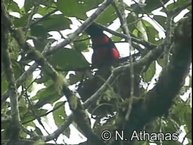 Red-bellied Grackle - ML201652861