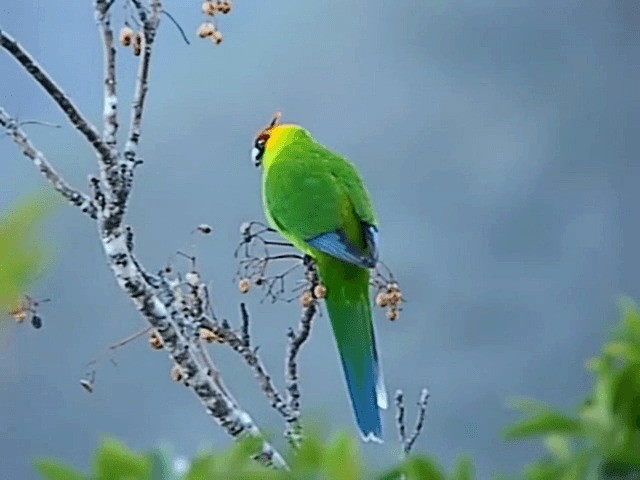 Horned Parakeet - ML201653061