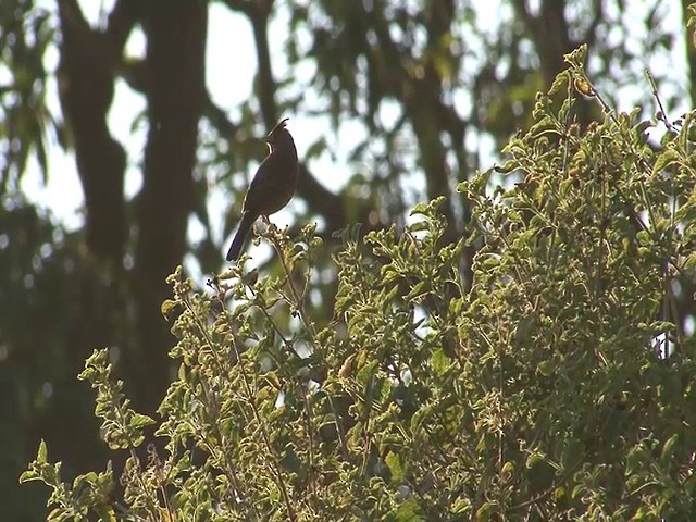 Crested Bunting - ML201653181