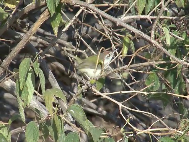 Rotstirn-Schneidervogel - ML201653201