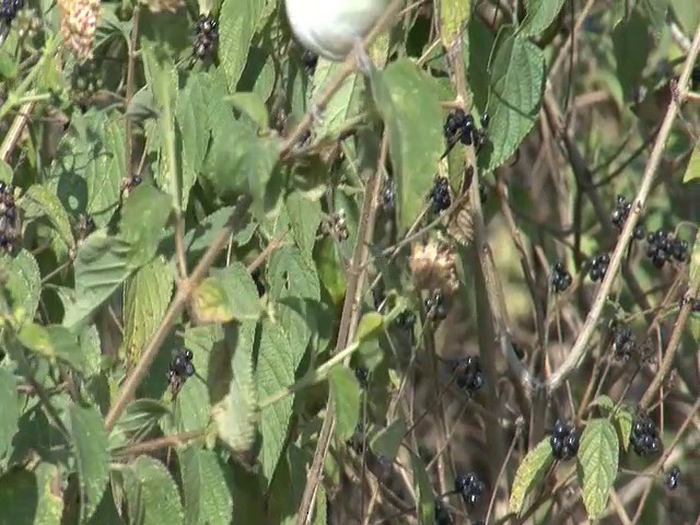 Common Tailorbird - ML201653211