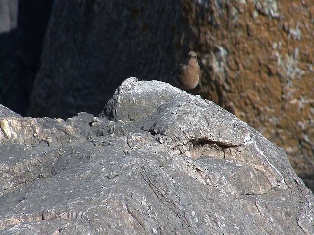 Brown Rock Chat - ML201653221