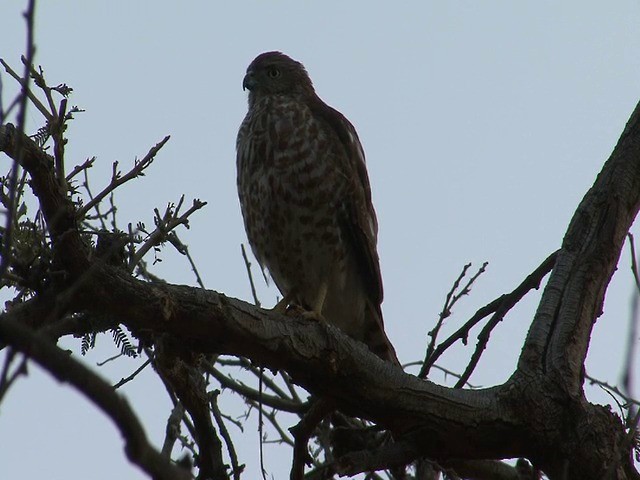 Тювик [группа badius] - ML201653301