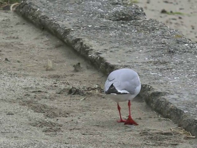 Silver Gull (Red-billed) - ML201653311