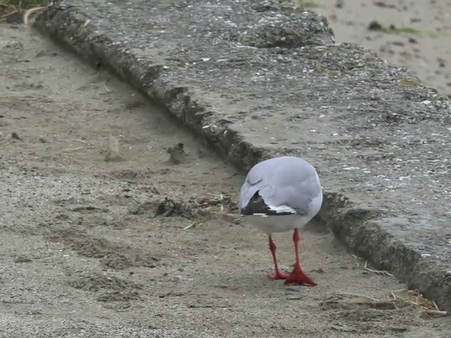 Mouette argentée (scopulinus) - ML201653311