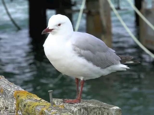 ギンカモメ（scopulinus） - ML201653371