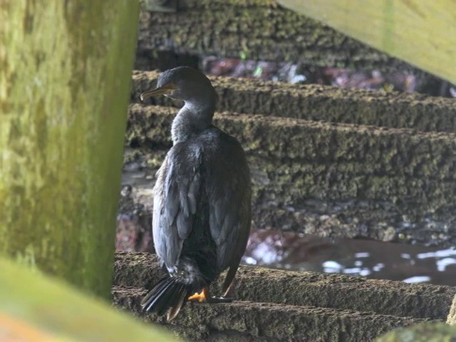 Pitt Island Shag - eBird