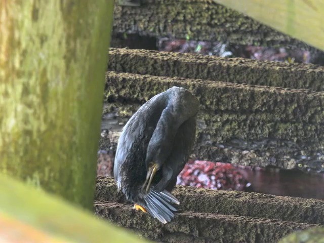 Pitt Island Shag - ML201653411