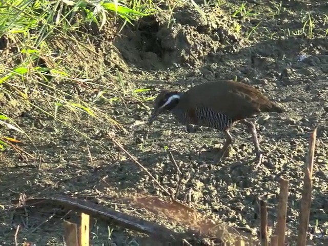 Barred Rail - ML201653461