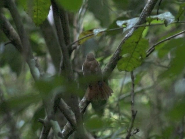 Chestnut-tailed Jungle Flycatcher (Philippine) - ML201653481