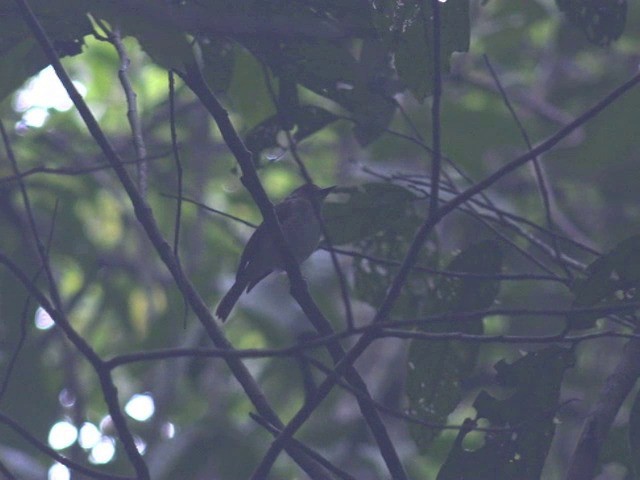 Chestnut-tailed Jungle Flycatcher (Philippine) - ML201653501