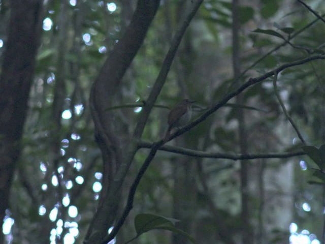 Chestnut-tailed Jungle Flycatcher (Philippine) - ML201653511