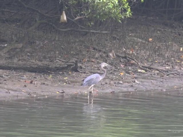 Great-billed Heron - ML201653571