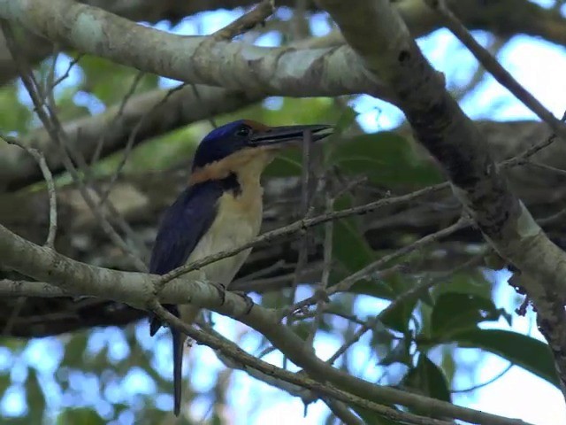 Rufous-lored Kingfisher - ML201653651